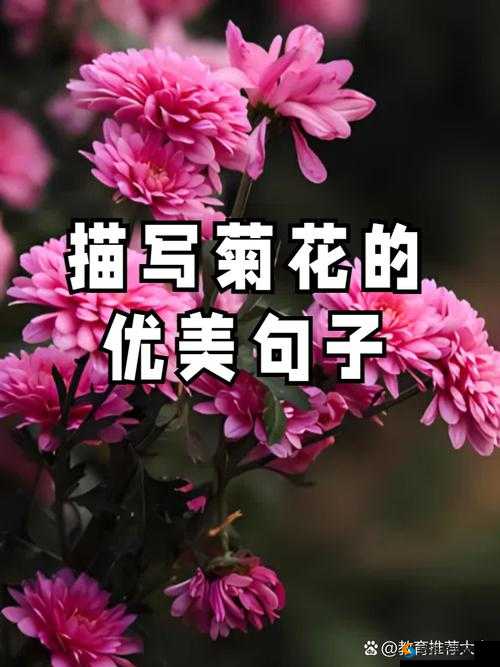 调菊花眼打烂菊花再放山药：探讨菊花健康与护理的话题