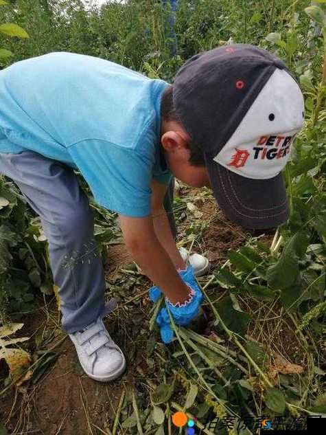 挤牛奶拔萝卜怎么拔操作：实用技巧与详细步骤指南