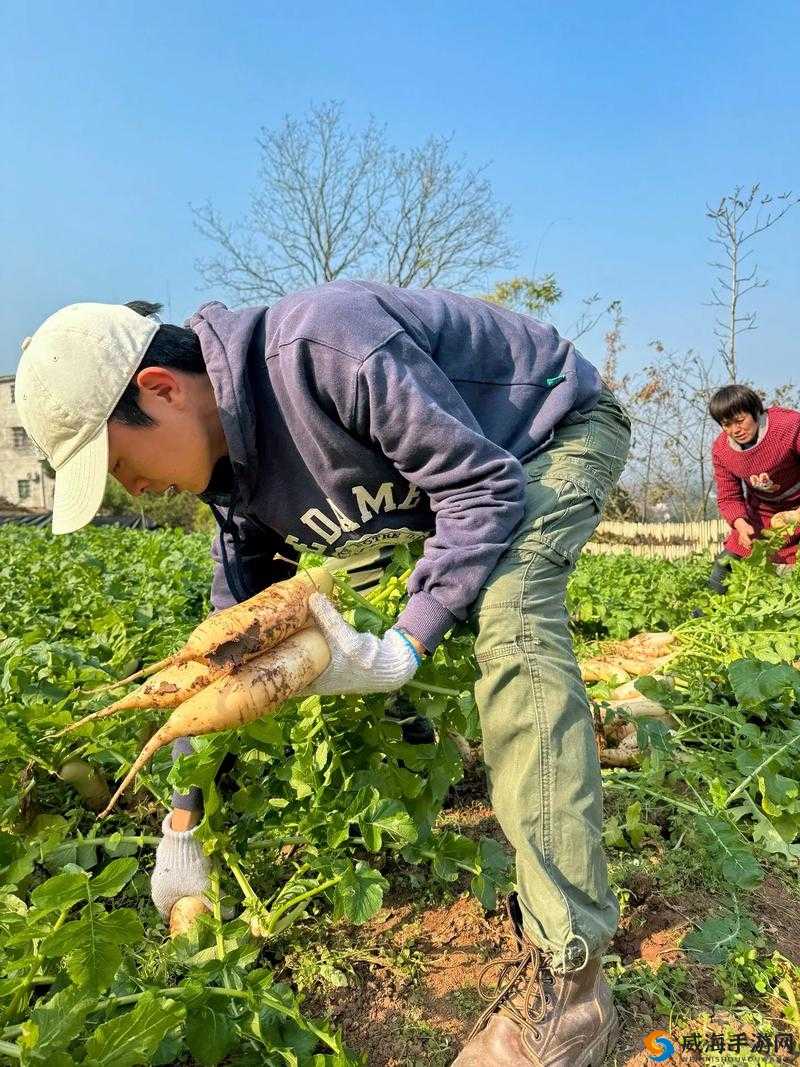 人们俗称的拔萝卜：有趣的田园劳作场景大揭秘