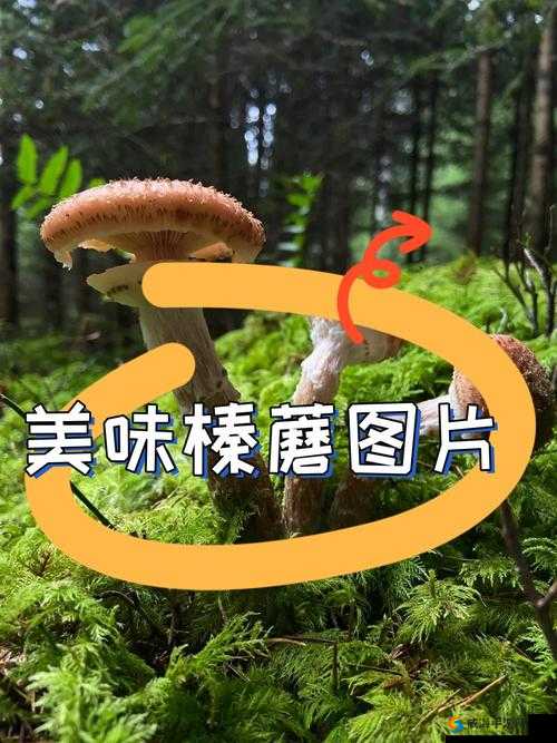 嫩榛美味：探寻搡榛的独特魅力