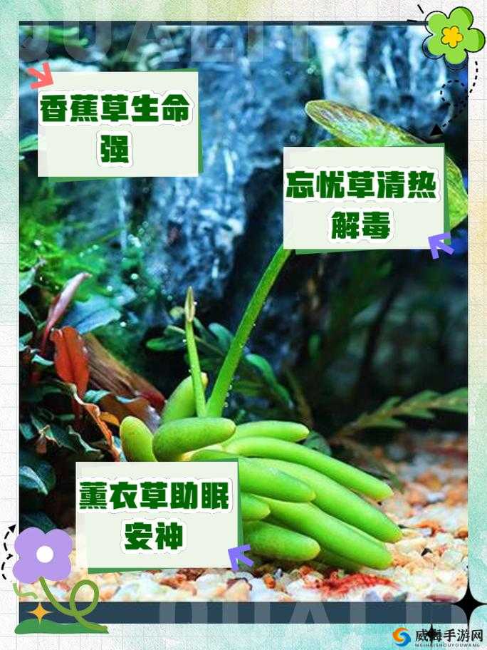 香蕉与忘忧草的区别：口感与功效大不同