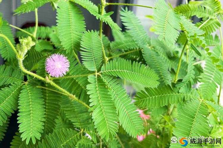 啊～你 TM 别这样对含羞草啦