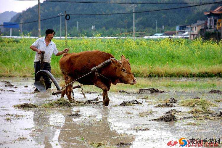 耕种妈妈肥沃的土地：田园之乐