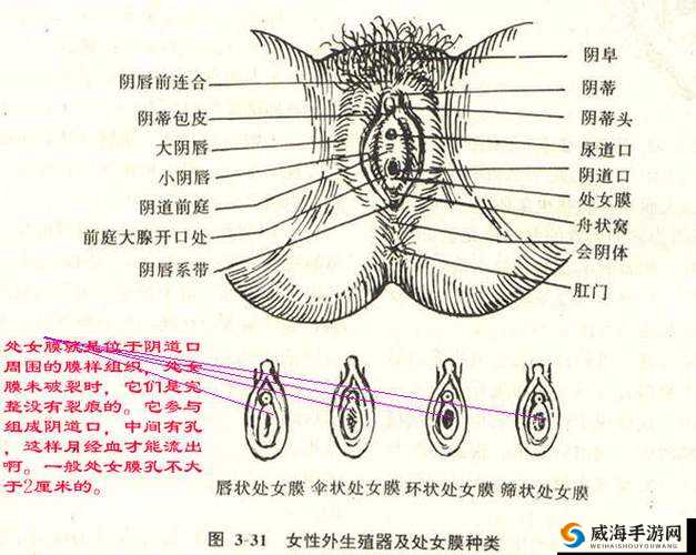 正常阴脣图片展示及相关说明