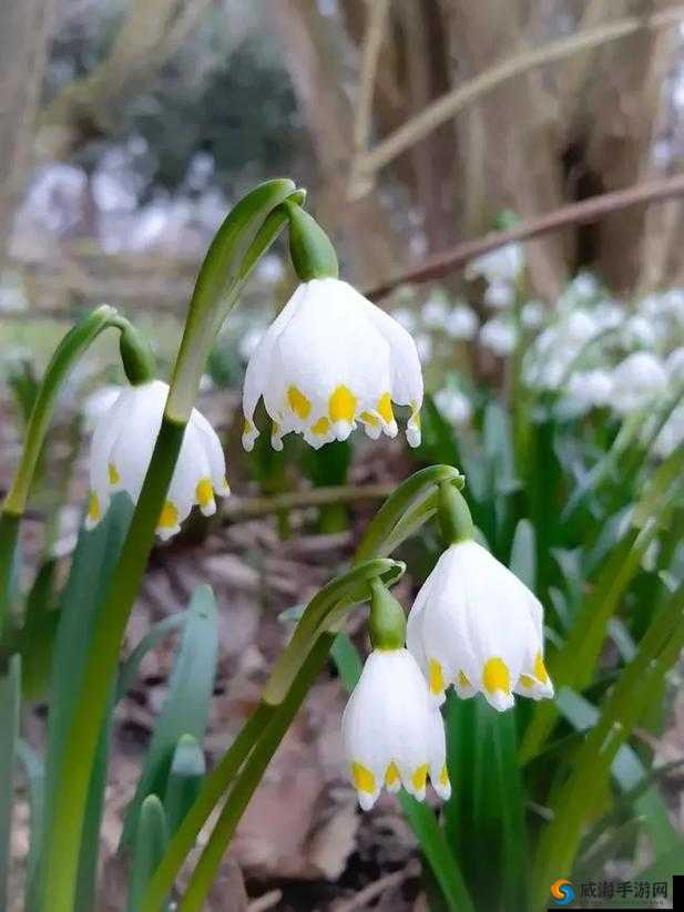 花灵喷雪草培养价值与玩法技能属性全面解析