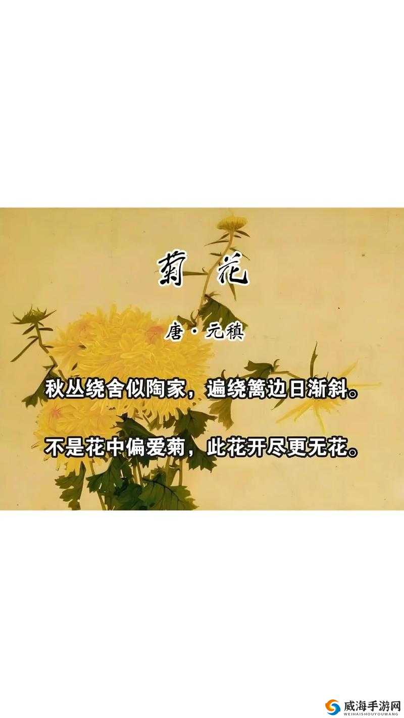 母亲的桃花源菊花：记忆中的美好