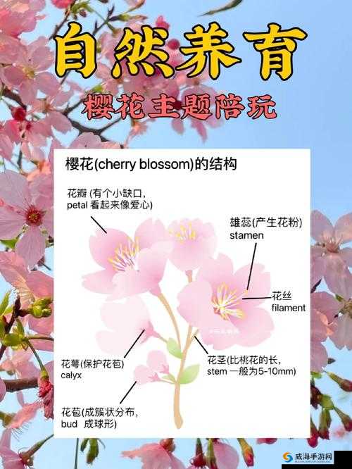 樱花官方入门网站：探索精彩世界