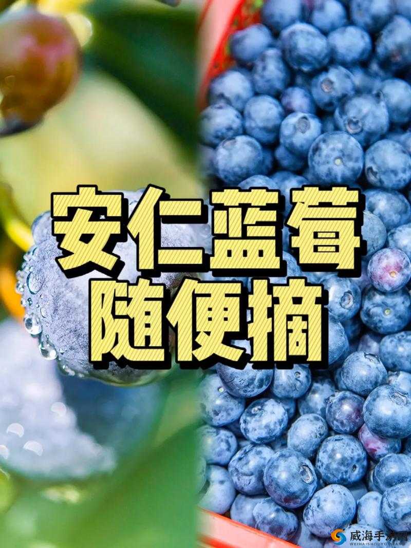 蓝莓社区福利导航：畅享优质福利资源全攻略