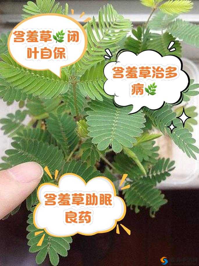 含羞草四叶草三叶草：它们的奇妙世界与独特魅力