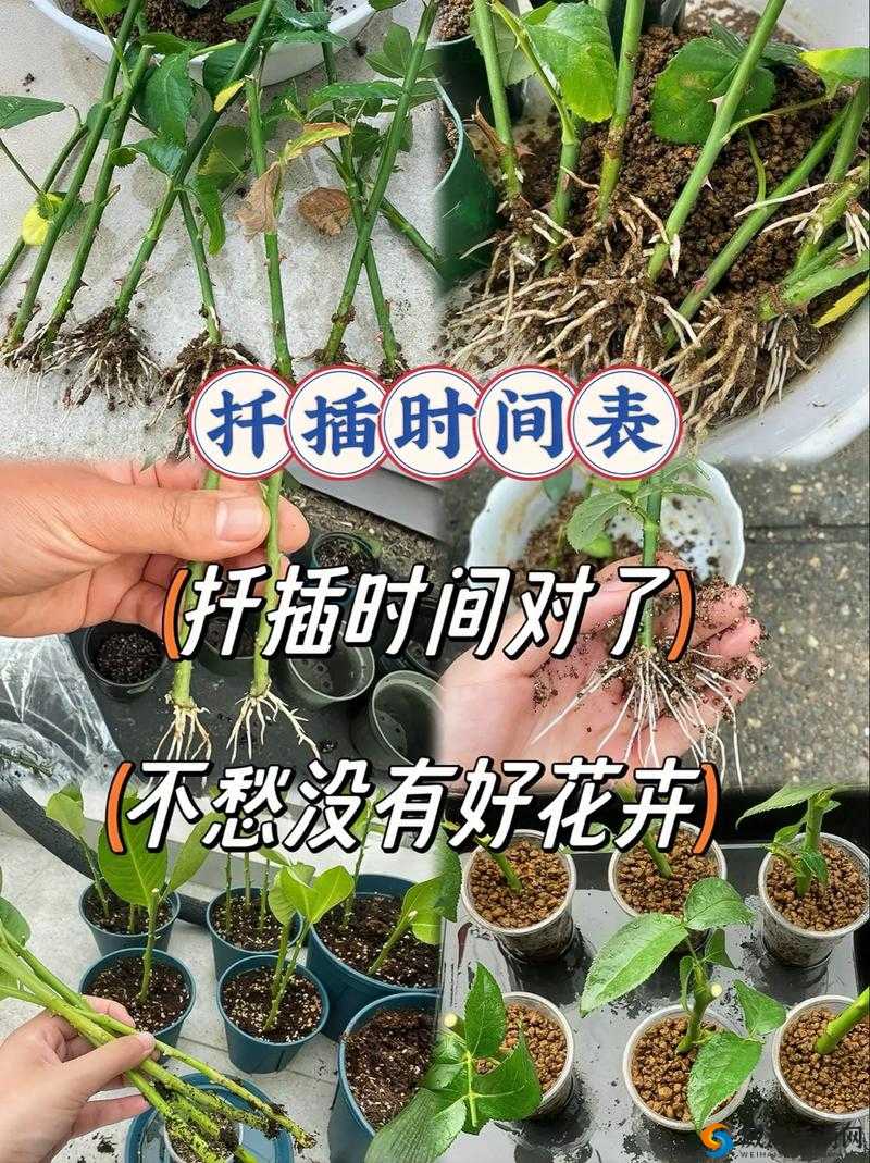 欧式 72 种扦插法的注意事项：提高成活率的关键要点