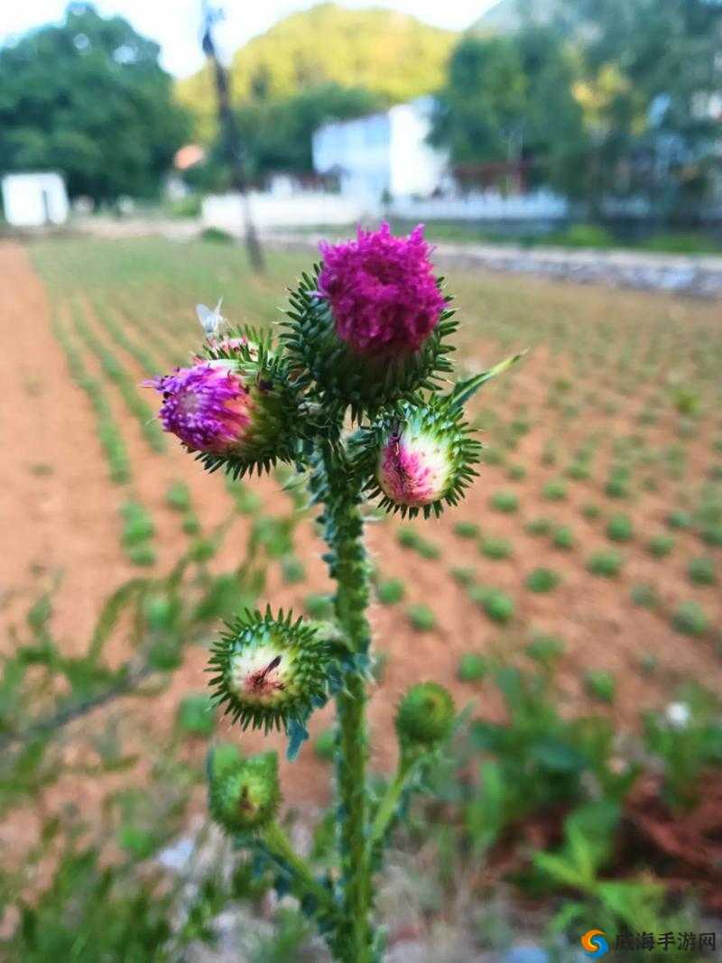 野花视频直播：带你领略自然之美与独特魅力