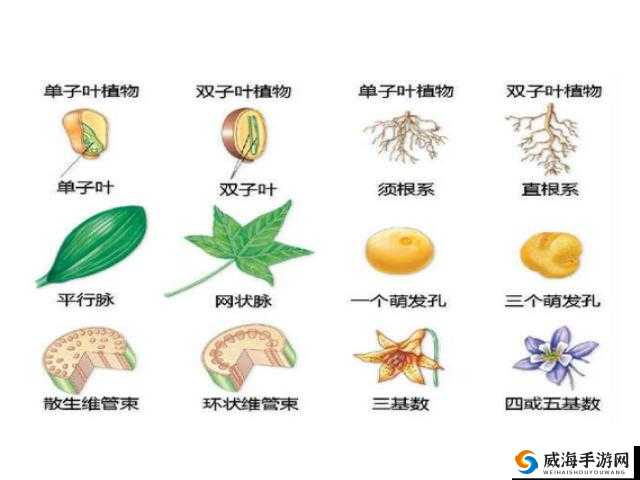 一号嫩叶草与二号嫩叶草区别大揭秘