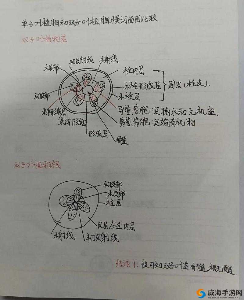 嫩叶草一区二区三区的区别：不同区域特点详细分析对比