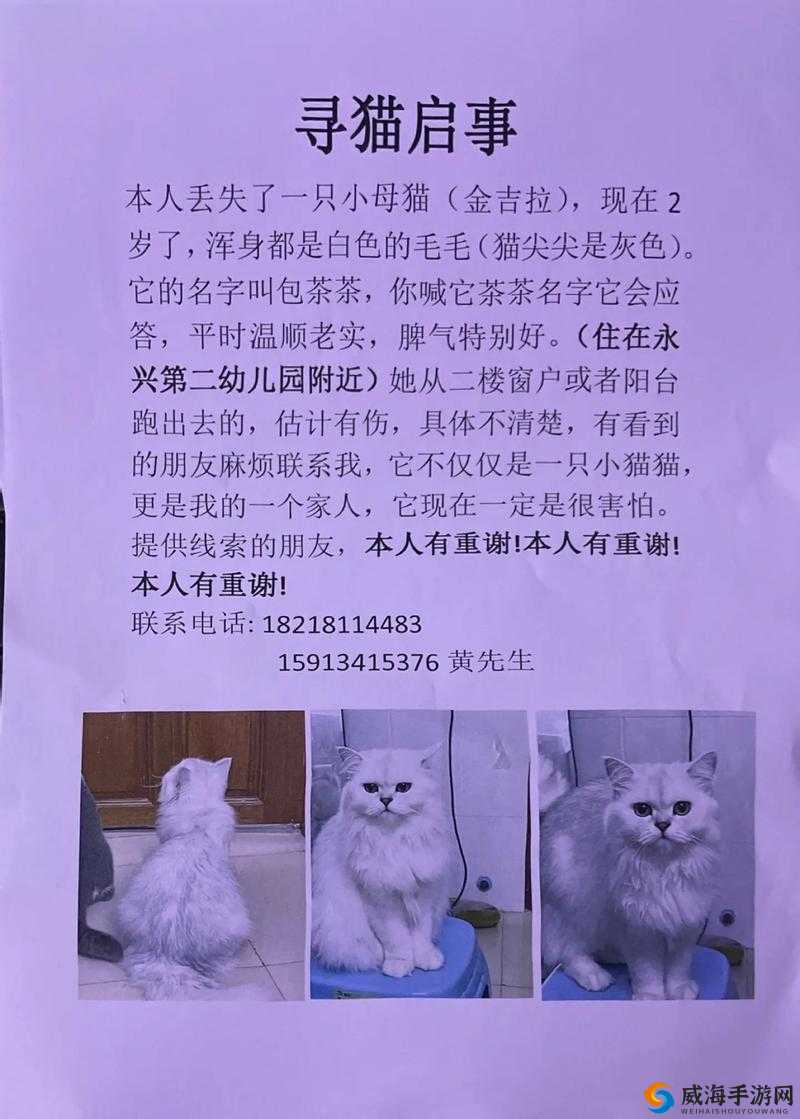 猫咪找不到了怎么办：主人心急如焚的寻猫之旅