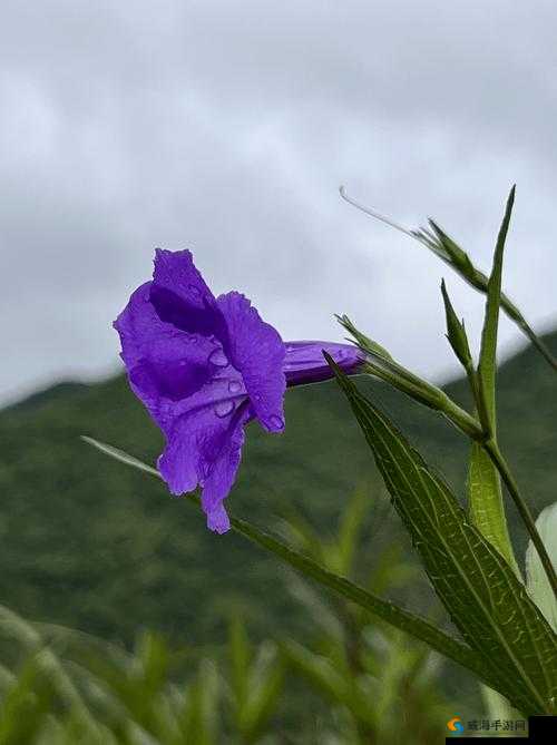 野花韩国高清免费视频：带你领略不一样的精彩世界