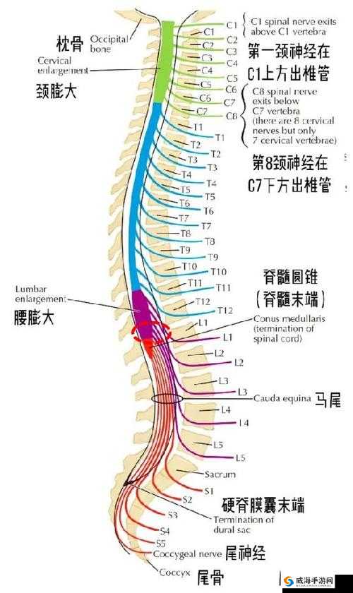 颈腰挺过那层薄膜：探索身体坚韧背后的力量与秘密