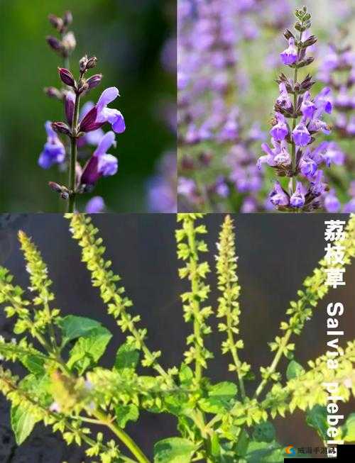 野花社区视频日本：探索别样精彩世界