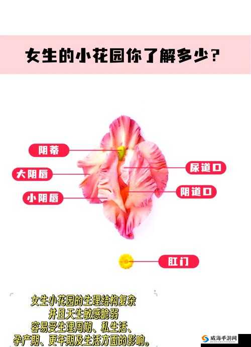 探索高效吸小花园的独特方法及实用技巧