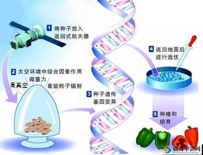 杂交bUCsm 人类 ssbA：探索其神秘的基因组合与潜在影响