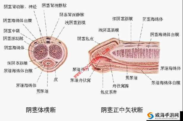 男性生殖器官多长算正常？从哪里开始量？