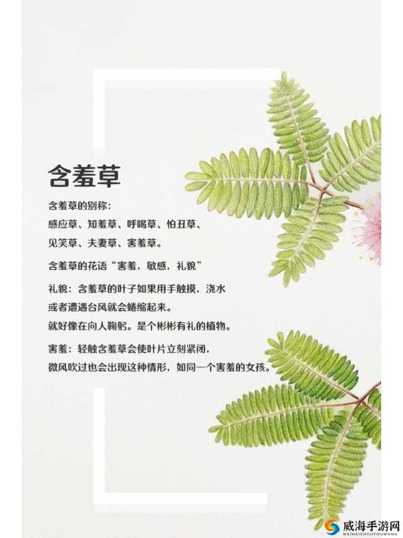 含羞草品种盘点：含羞草四大品种的详细介绍与特征分析