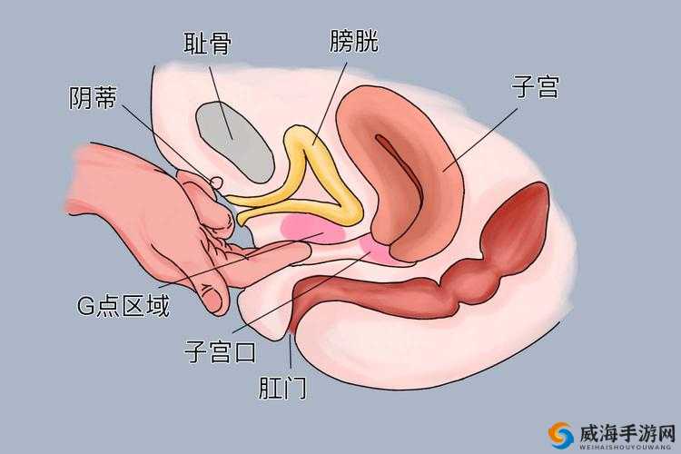 c 点和 g 在哪个部位：深入探讨人体结构中的神秘区域