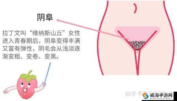 大荫蒂：巨大、坚硬、紧凑的魅力之谜