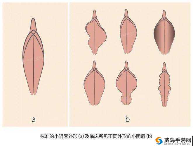 女人扒开荫道让男人添的注意事项：私密部位护理与卫生