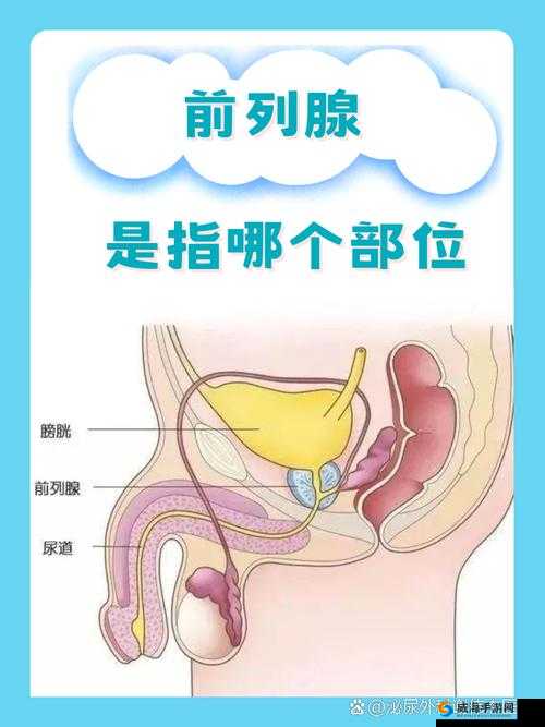 男性私密部位：深入了解的探索之旅