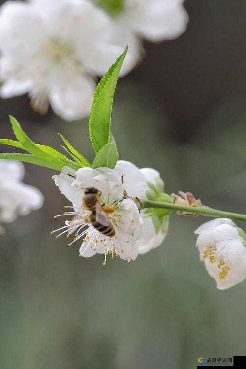 丁香花免费视频播放电视剧：精彩剧集等你来畅享