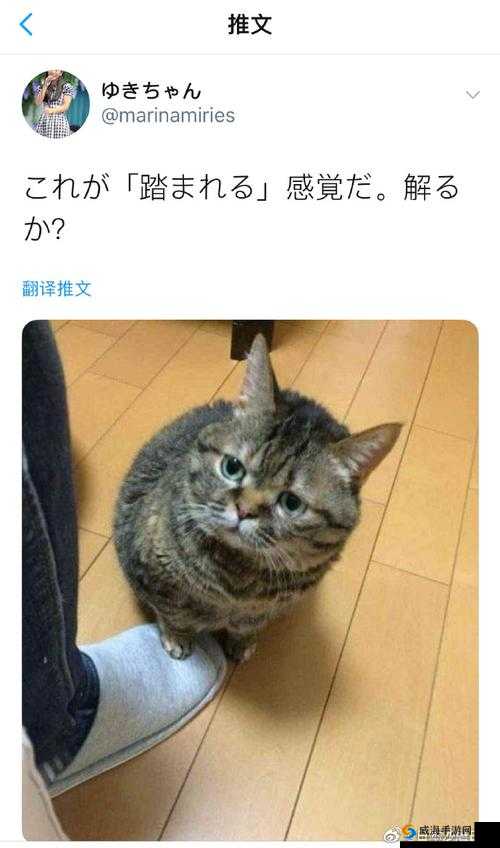 ねこふんじゃった踩到猫儿真有趣啊哈哈哈