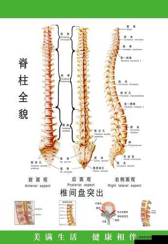 起来还在 C 骨科：一场关于骨骼与运动的奇妙之旅