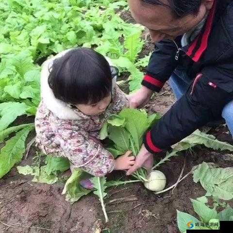 旅行者和丽莎拔萝卜：一场充满趣味与挑战的田园劳作之旅