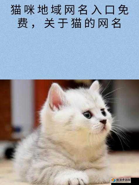 猫咪国外永久地域网名是什么以及其背后的故事