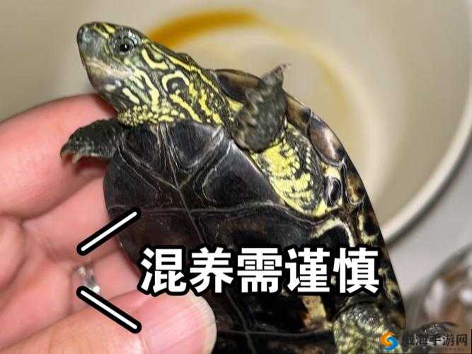 公翁大龟霸气挺进我的私密小天地