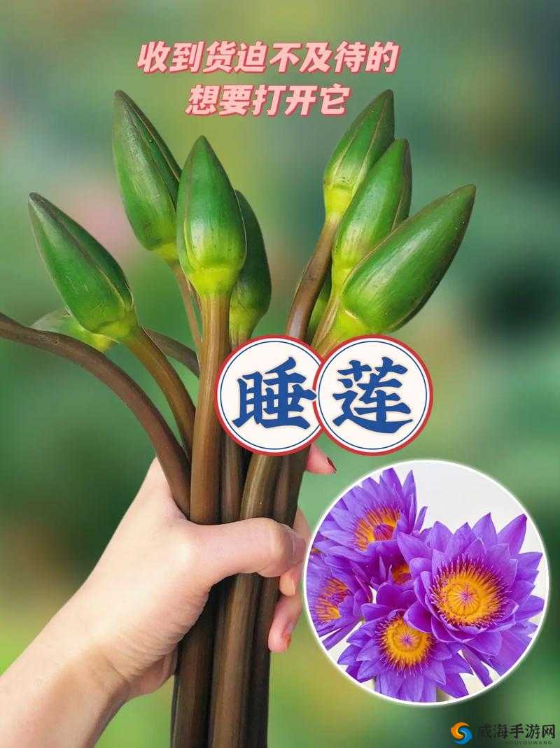 女性半夜莲花开放的治疗方法：传统中医秘术