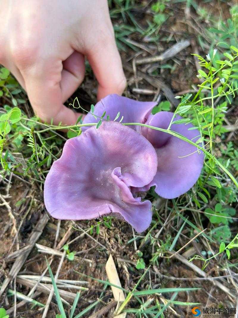 紫色的蘑菇根很粗大究竟能不能吃且为何迟迟不收入呢