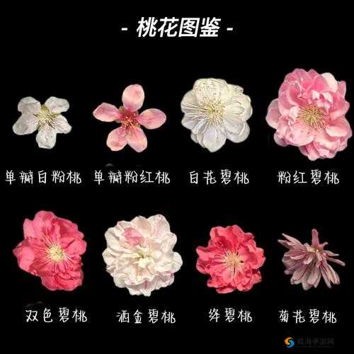 两瓣桃花千人品之独特魅力品鉴