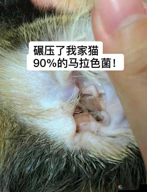 如何安全地下载色色猫？