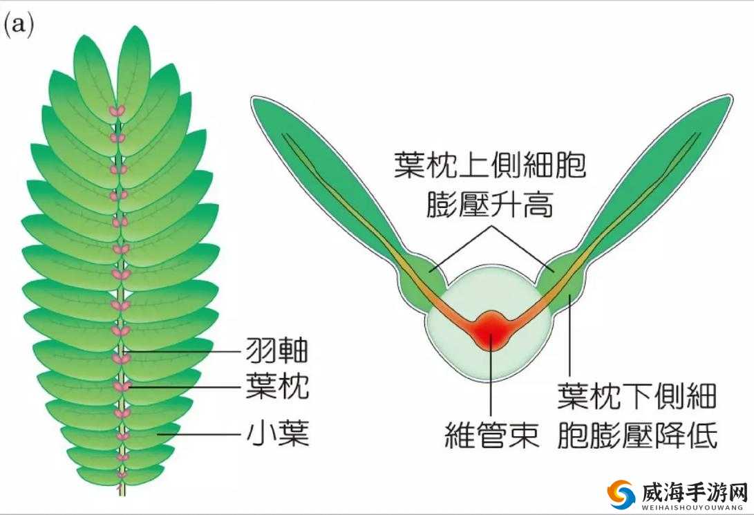 含羞草实验所隐藏 2024：探寻其背后的神秘现象与科学意义