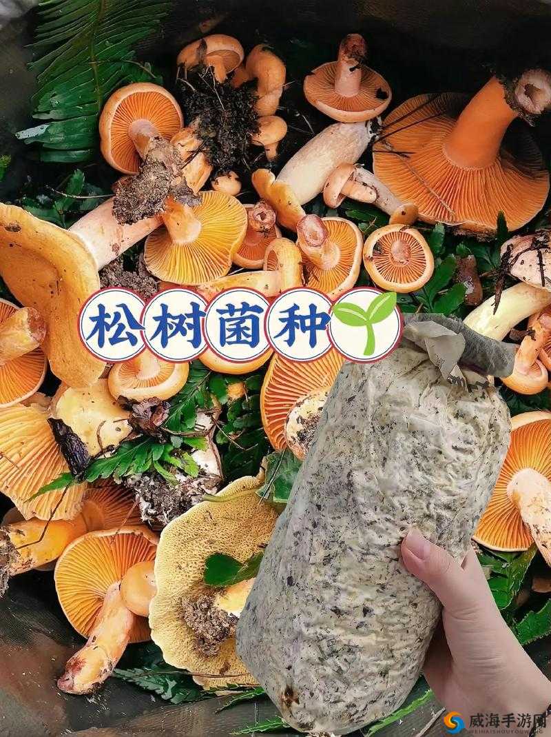 旅行物语全面攻略，蘑菇采集地点深度解析与3星蘑菇汇总