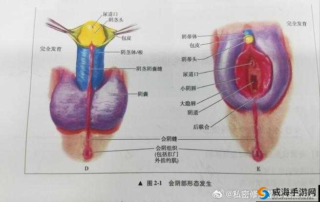 女性私密部位反应强烈导致淫水四射的奇妙场景