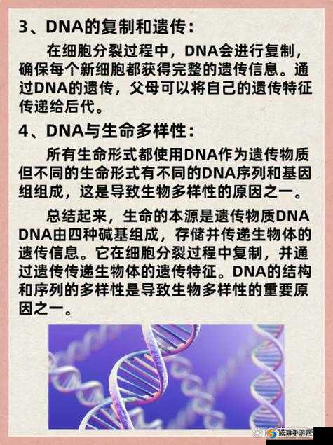 母亲 DNA 和儿子 DNA 一样不：探寻亲子遗传的奥秘所在