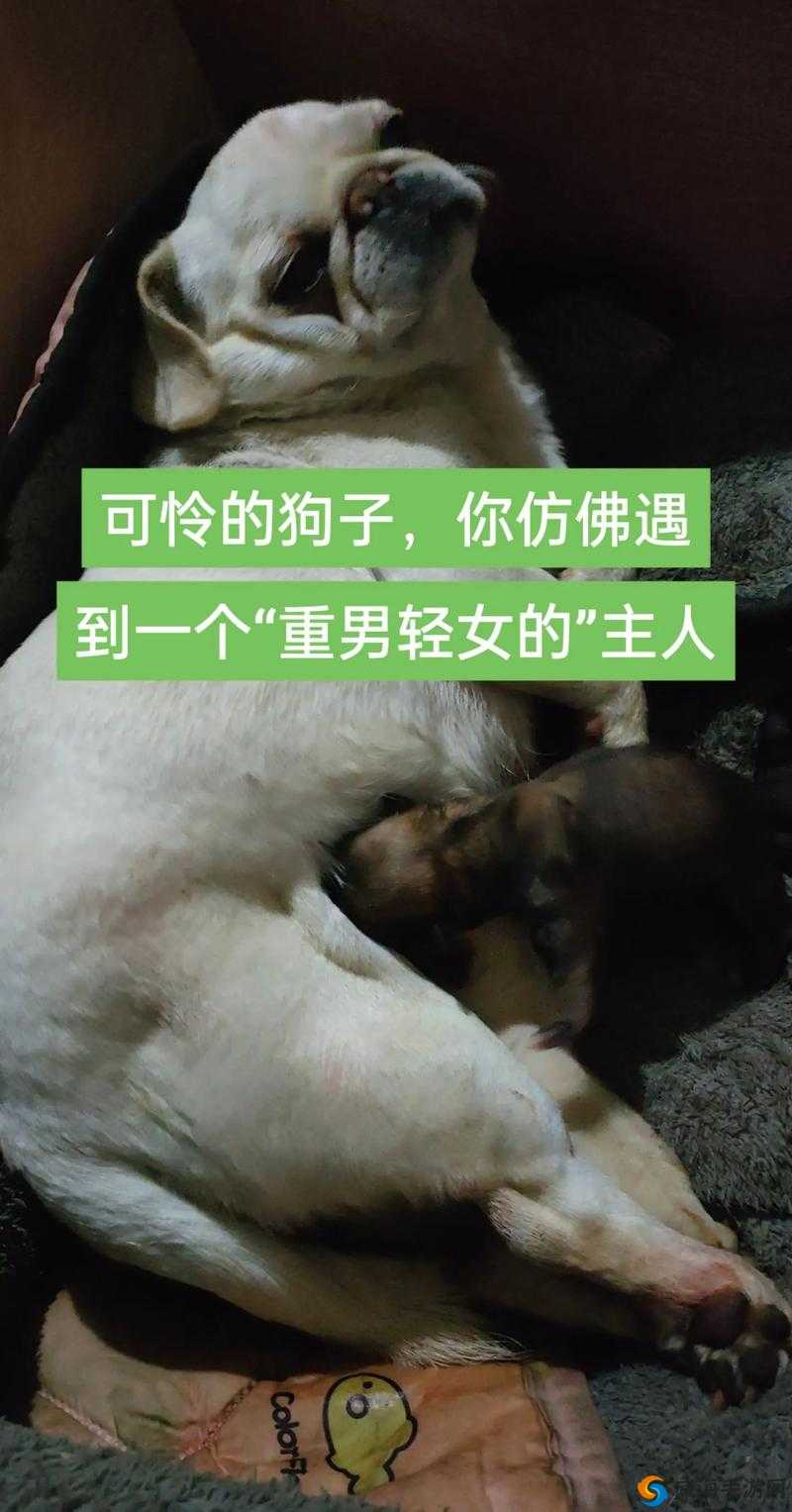 我的狗老公拉着婆婆一起的奇妙故事