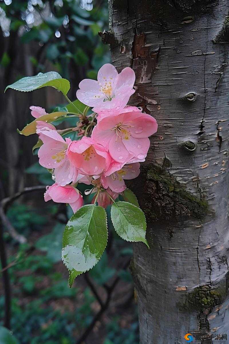 破除摘花系列：让花朵在枝头绽放