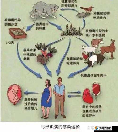 人与畜禽共性关系的科学奥秘